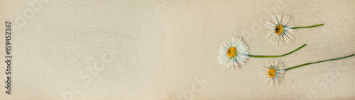 Banner With Botanical Eco Design Web Header Template Website