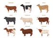 © inspiring.team - Cow set. Hereford, Holstein, Jersey, Angus, Charolais, Kalmyk, Shorthorn, Highland, Longhorn.