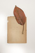Herbarium  - Sangregado Blatt