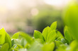 Green leafs with sunlight, green nature with copy space using as natural background or wallpaper.