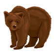 Vector Illustration Brown Bear