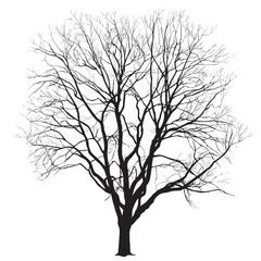 Silhouette of a big tree in the winter