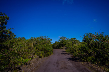 Rocky road inside of the Rangitoto island in Auckland, in a sunny day with a beautiful blue sky