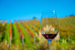 Cup of red wine on vineyard background in waiheke island in auckland, in a beautiful blue sky in summer time