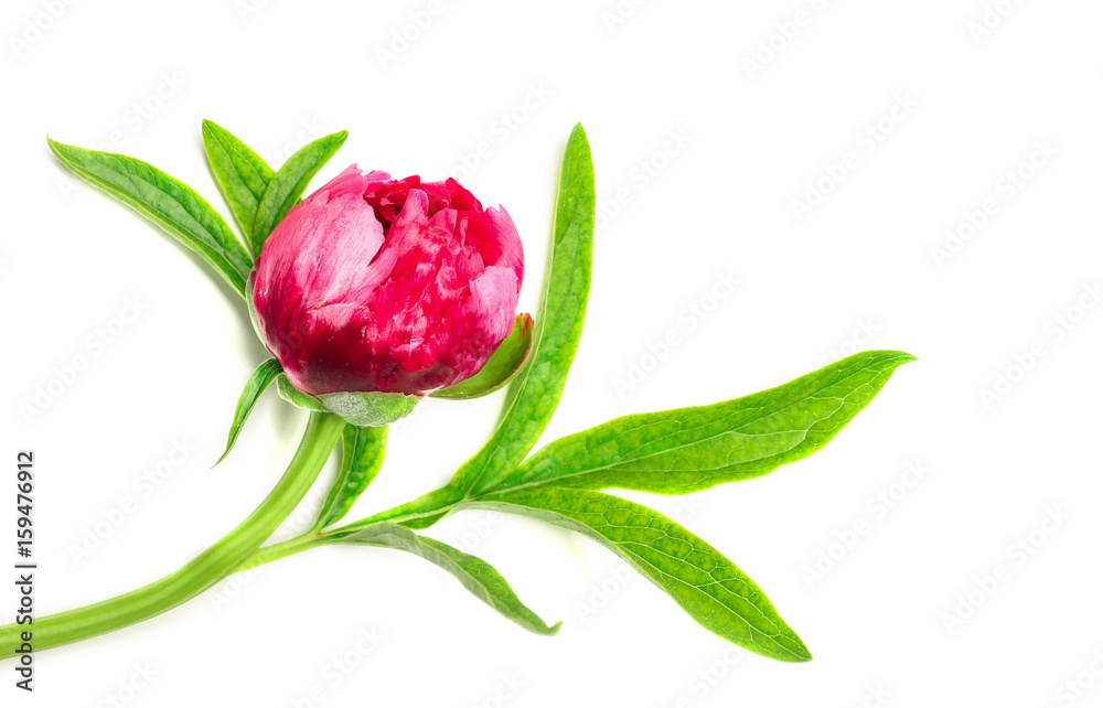 Beautiful peony flower on white background