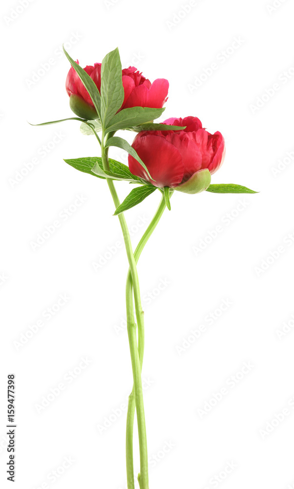 Beautiful peony flowers on white background
