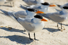 Seagulls At The Beach In The Sand 