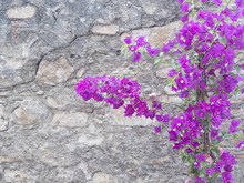 Purple Bougainvillea Flowers Against Grey Stone Wall