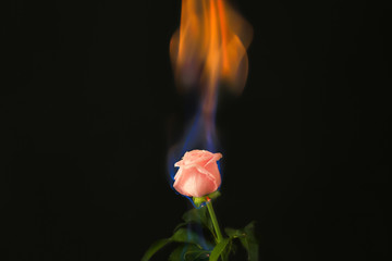 Poster - Burning rose on black background