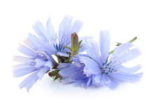 Flowers Of Common Chicory