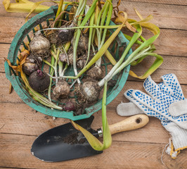 Wall Mural - Dug hyacinth on a wooden table