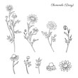 © m_e_l - Chamomile wild field flower isolated on white background botanical hand drawn daisy sketch vector doodle illustration for design package tea, organic cosmetic, natural medicine, greeting card, wedding