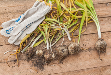 Wall Mural - Dug hyacinth on a wooden table