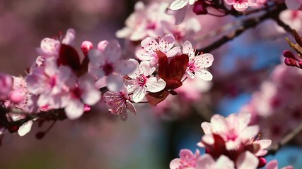 Wall Mural - Pink cherry flowers blooming in springtime.