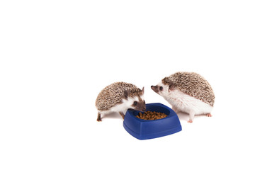 Wall Mural - Two hedghogs eating out of a dish