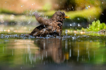 Wall Mural - Blackbird juvenile