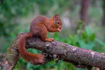 Wall Mural - Red squirrel