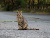 Fototapeta Koty - Un chat tigré dans la rue.