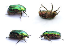 Set Of Four Green Beetles. Rose Chafer (cetonia Aurata) Isolated On White Background