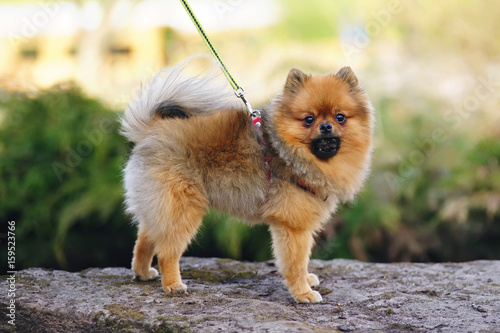 miniature spitz