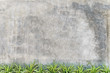 © weedezign - Empty concrete shop wall with green plant at bottom,Leave space for display or montage of design,content or logo