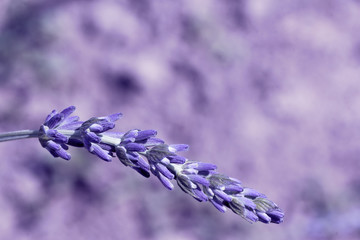 Poster - field lavender flowers