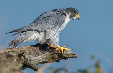 Sticker - Peregrine Falcon