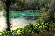 Rainbow Springs State Park,  Florida, USA :  People Swim In Beautiful Blue Water