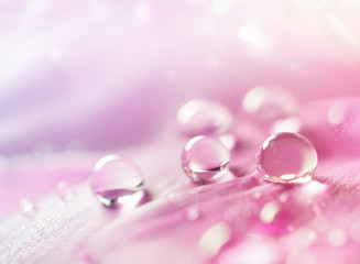 Aufkleber - Abstract natural background with beautiful water drops on a pink and lilac petal peony close-up macro. Gentle soft elegant airy artistic image with soft focus.