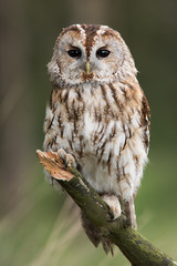 Poster - A very close full length portrait of a tawny owl facing forward and perched on a branch in upright vertical format