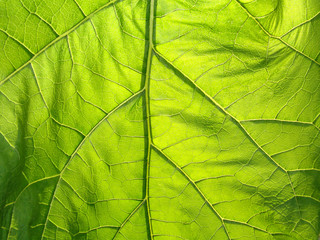 green, background, nature, flora, leaf, plant, foliage, summer, texture, natural, spring, closeup, fresh, detail, garden, abstract, growth, macro, light, environment, ecology, color, tree, eco, freshn