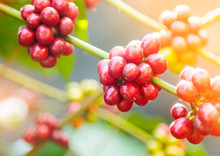 Branch Of A Coffee Tree With Red Berries Coffee Beans
