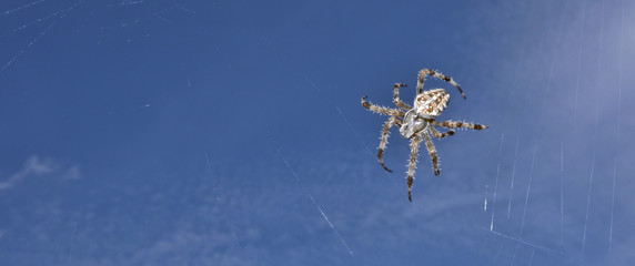 spider