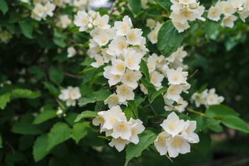  Jasmine white flowers and green leaves on bush in full blossom at summer park, floral background. Beautiful jasmin flowers in bloom