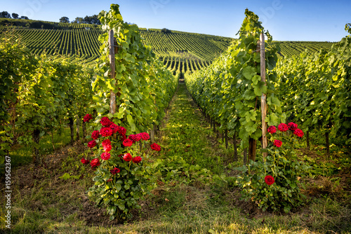 Dekoracja na wymiar  panorama-winnic-i-roz-w-burgundii-francja