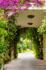 Bush with bougainvilia flowers in an arch of a house