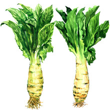 Asparagus Lettuce, Celery, Celtuce Vegetable, Stem And Green Leaves Isolated, Watercolor Illustration On White