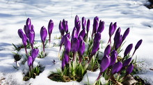 Purple Crocus Snow
