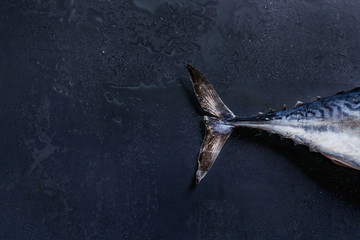 Tail of raw fresh whole tuna fish over dark wet metal background. Top view with space