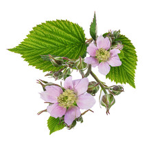 Blackberry Flower And Foliage Isolated