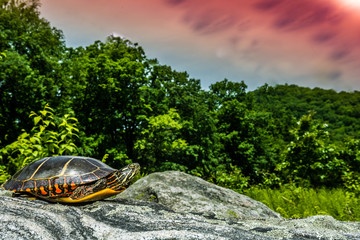 Wall Mural - Eastern Painted Turtle