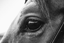 The Eye Of A Horse Close Up Black And White