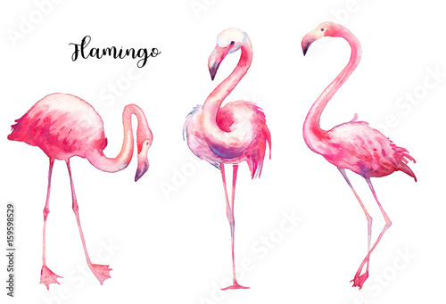 Photo  Watercolor flamingo set