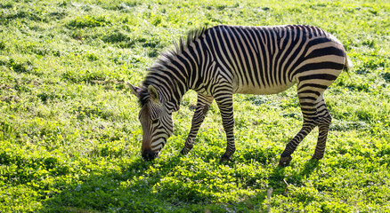 Sticker - Zebra on green grass in nature