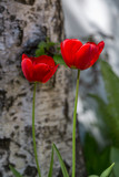 Fototapeta Tulipany - Two Red Tulips in the park
