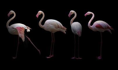 Poster - greater flamingo (Phoenicopterus roseus)