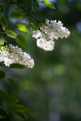 Sticker - White lilac tree