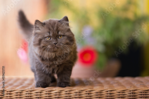 Britisch Langhaar Kitten In Der Farbe Chocolate Sehr Edel