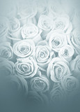 Beautiful white roses