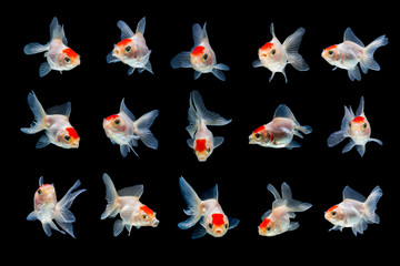 goldfish isolated on black background.